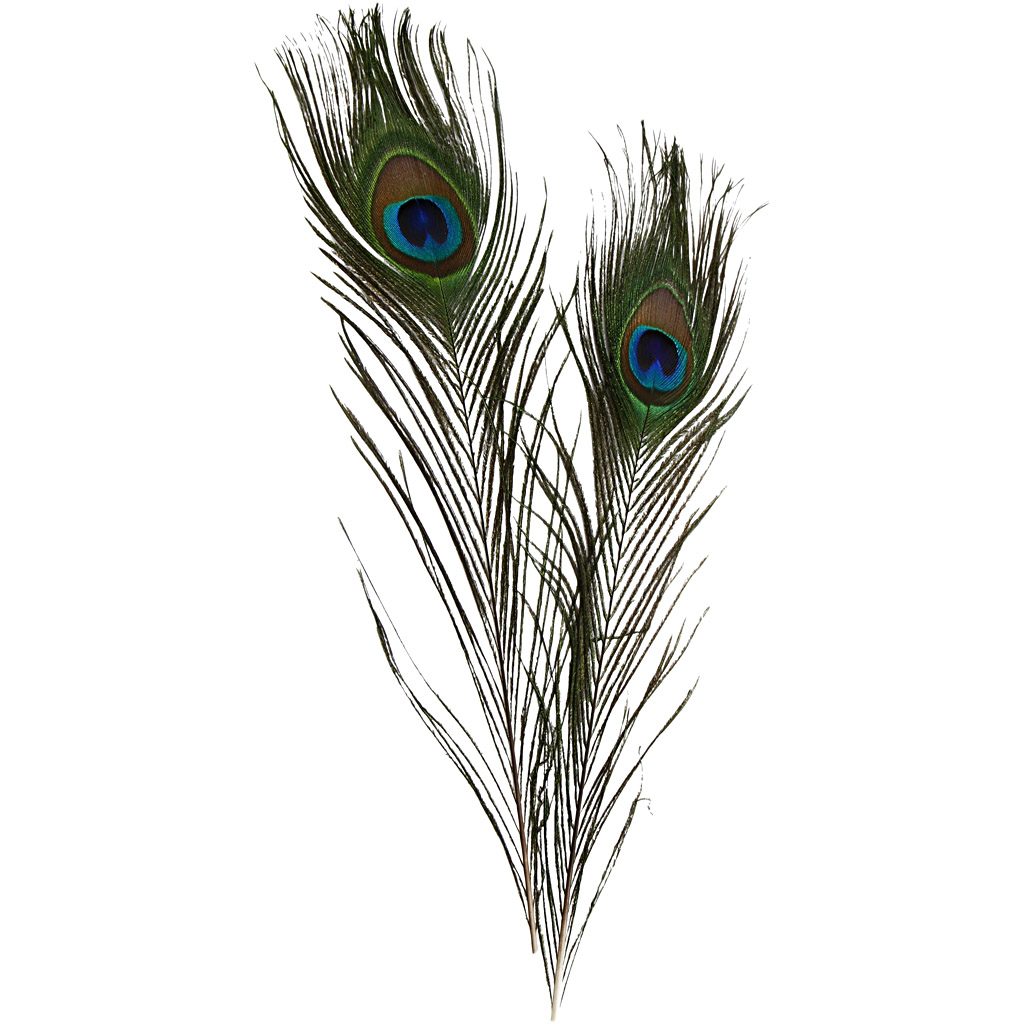 Påfågelfjädrar 25-30 cm 10-pack