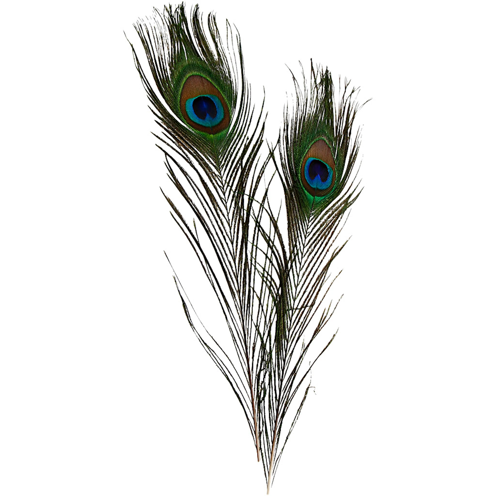 Produktbilde for Påfuglfjær, L: 25-30 cm, 10 stk./ 1 pk.