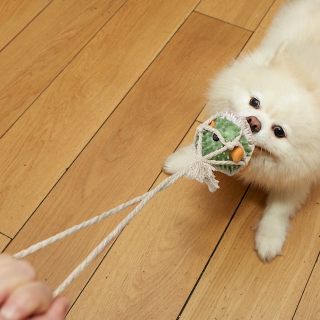Tuotekuva 2 - Pufferfish Tug Toy Kobe