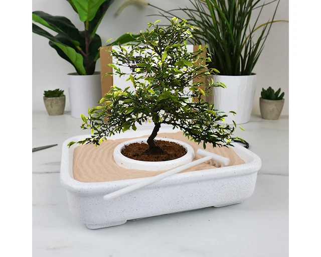 Odlingskit The Art of Bonsai