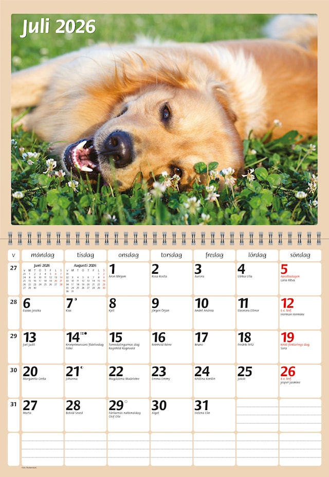 Produktbild 2 för Väggkalender Hundar 2026 Almanacksförlaget