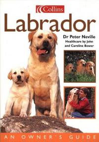 Labrador