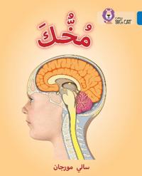 Your Brain