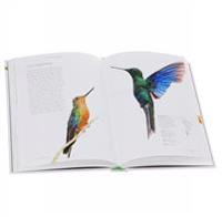 Hummingbirds: A Life-Size Guide to Every Species