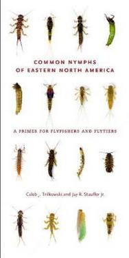 Common Nymphs of Eastern North America