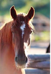 Kid's Equine Photography Book