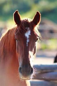Bokomslag för "Kid's Equine Photography Book"