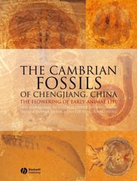 Cambrian Fossils of Chengjiang, China