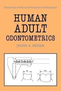 Human Adult Odontometrics