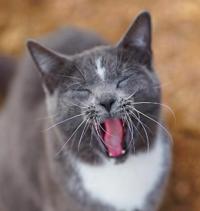 Bokomslag for "Colorado Barn Cats - Skunk and Chauncey"