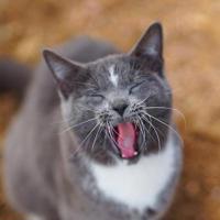 Bokomslag for "Colorado Barn Cats - Skunk and Chauncey"