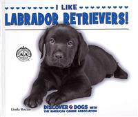 I Like Labrador Retrievers!