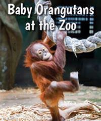 Baby Orangutans at the Zoo