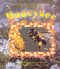 The Life Cycle of the Honeybee