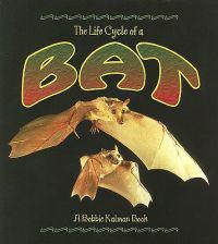 The Life Cycle of the Bat