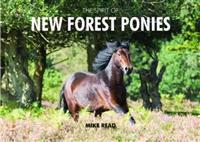 The Spirit of New Forest Ponies