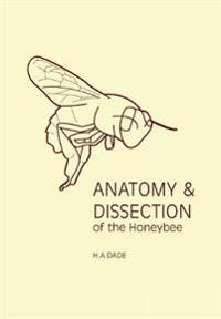 Anatomy & Dissection of the Honeybee