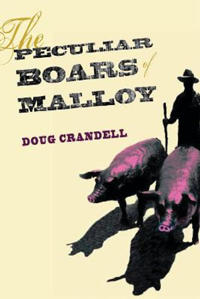 The Peculiar Boars of Malloy