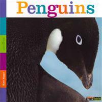 Seedlings: Penguins