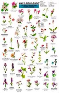 Mac's Field Guides: Rocky Mountain Wildflowers