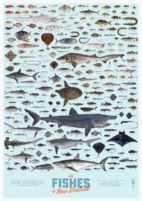 The Fishes of New Zealand poster (individual poster)