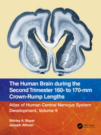 The Human Brain during the Second Trimester 160– to 170–mm Crown-Rump Lengths