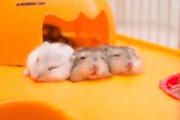 My Seester and the Three Wild Hamsters