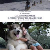 Conoscere L'alaskan Malamute - Il Fedele "Amico" Del Grande Nord