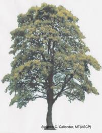 The Callender Family Tree Charts