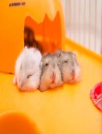 My Seester and the Three Wild Hamsters