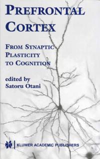 Prefrontal Cortex