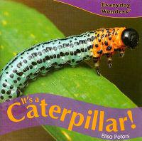 Its a Caterpillar!