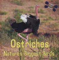 Ostriches