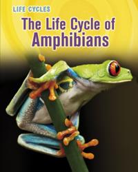 Life Cycle of Amphibians