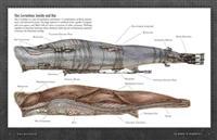 The Manual of Aeronautics: An Illustrated Guide to the Leviathan Series