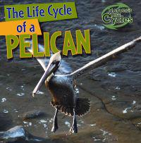 The Life Cycle of a Pelican