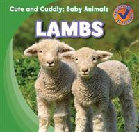 Lambs