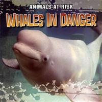 Whales in Danger