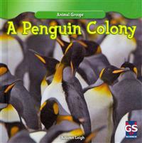 A Penguin Colony