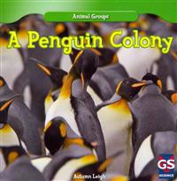 A Penguin Colony