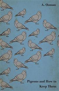 Pigeons And How To Keep Them