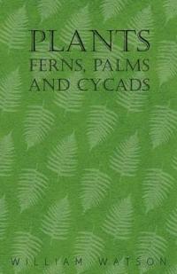Plants - Ferns, Palms and Cycads