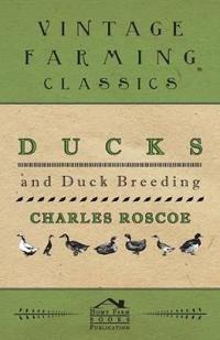Ducks and Duck Breeding