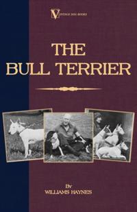 Bull Terrier