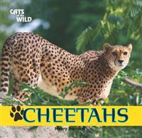 Cheetahs