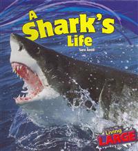 A Shark's Life