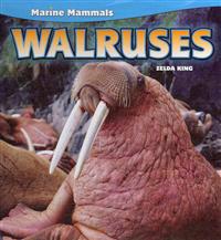 Walruses