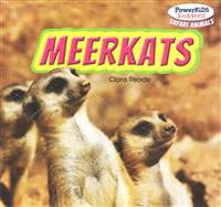 Meerkats