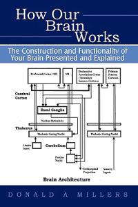 How Our Brain Works