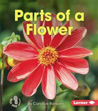 Parts of a Flower